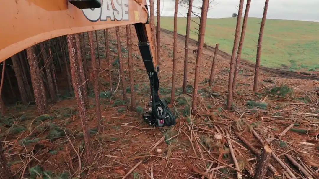 Harvester na colheita de pinus em floresta plantada