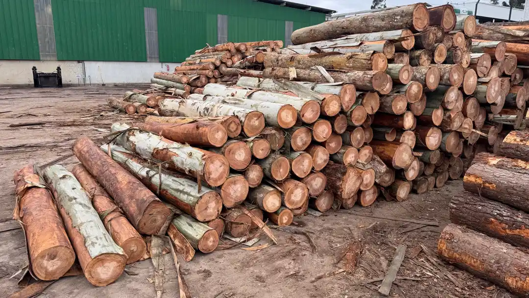 Toras de pinus e eucalipto no pátio da LG Madeiras