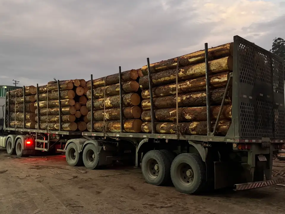 Carreta de toras de pinus no pátio da fábrica