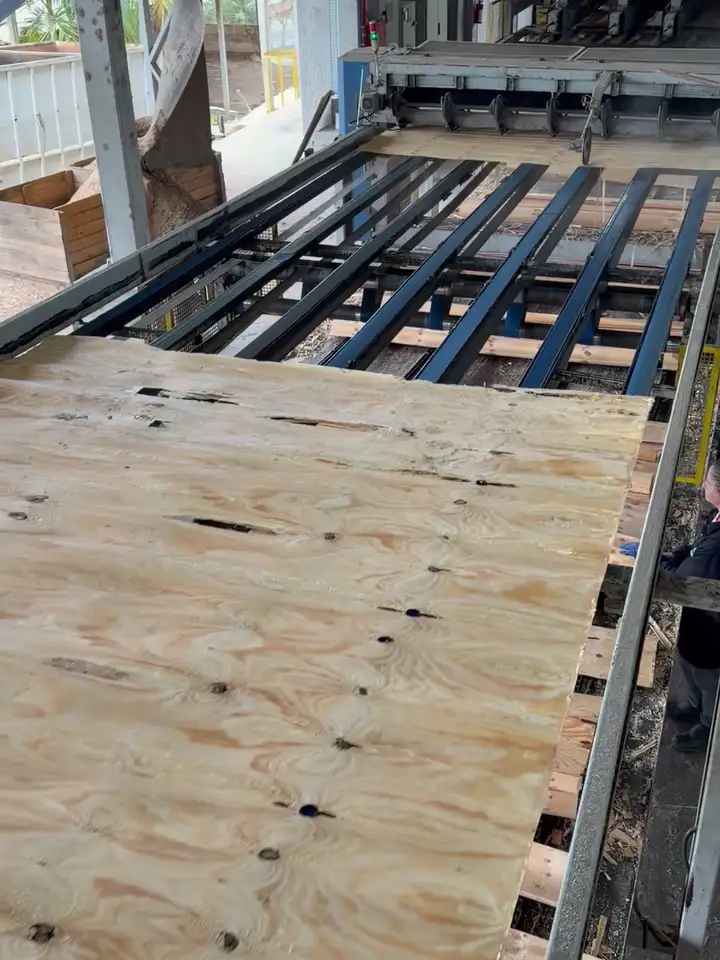 Lâmina de pinus saindo da linha do torno laminador