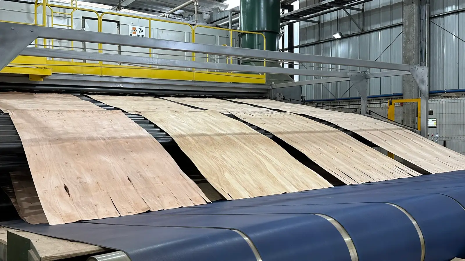 Lâminas de madeira saindo do secador na laminadora da LG Madeiras